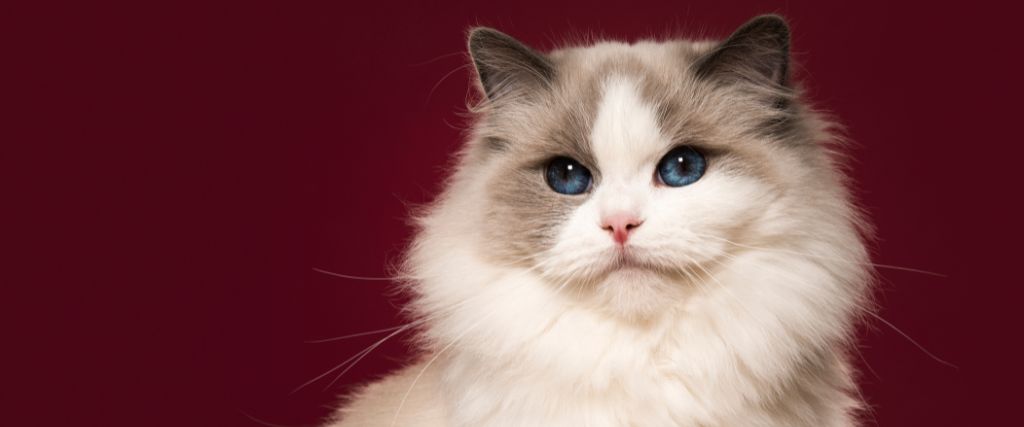 The 4 Best Cat Breeds for First-Time Cat Owners