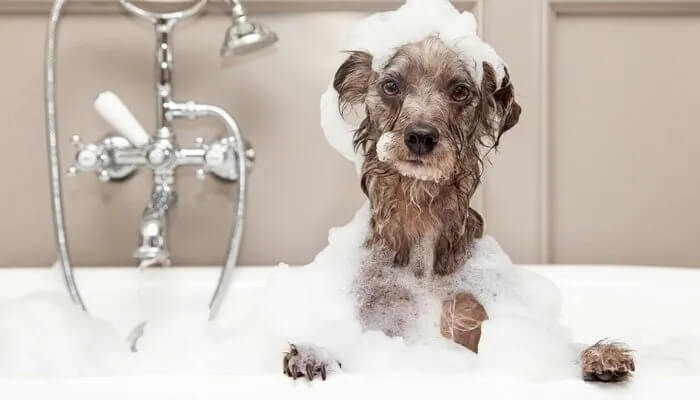 dog+bathing