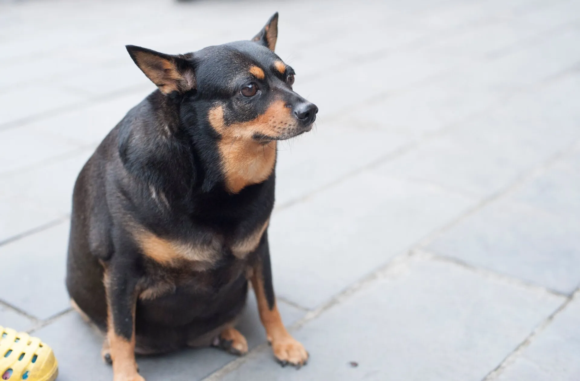 Overweight dog 