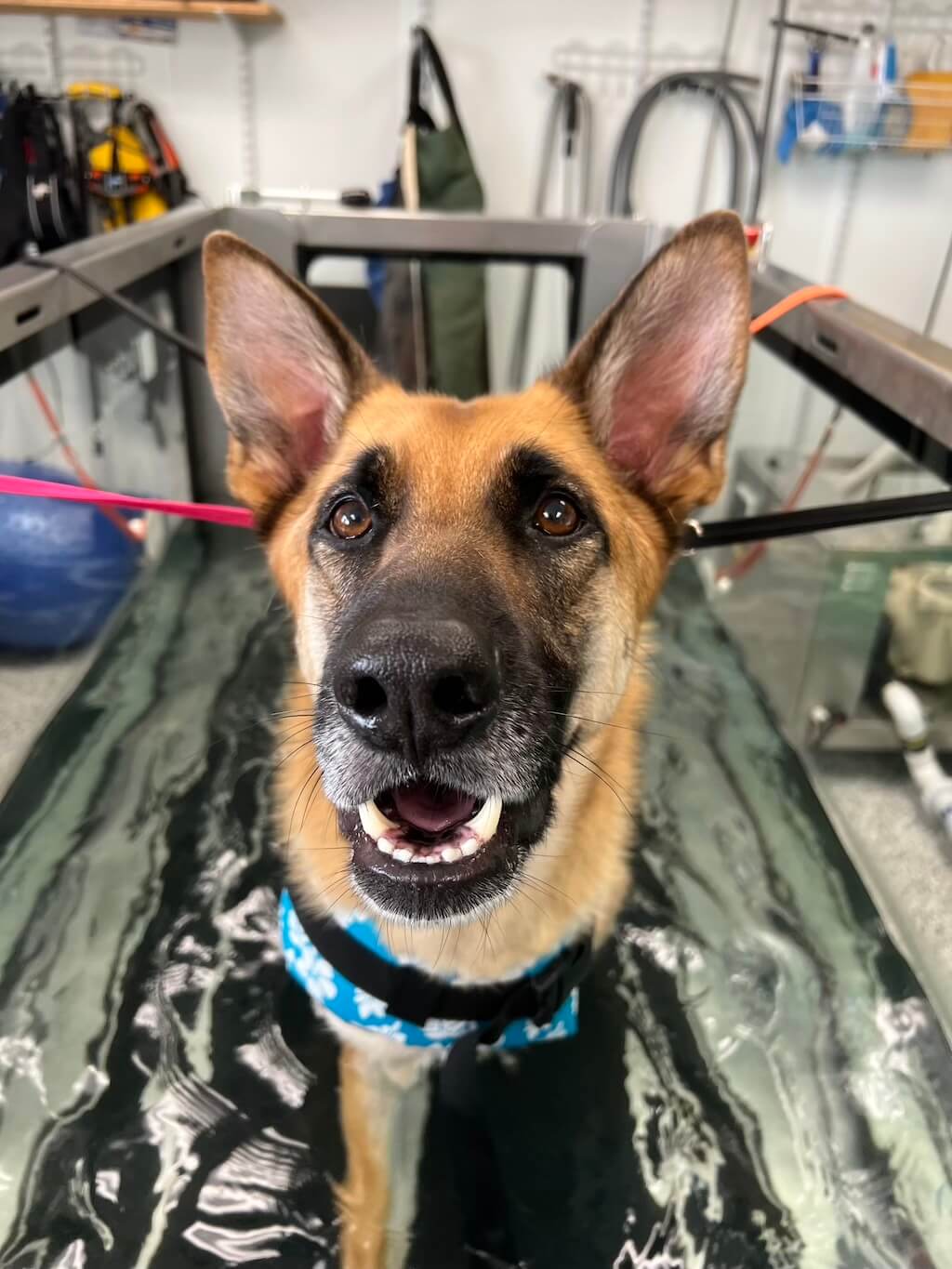 Dog on Treadmill 