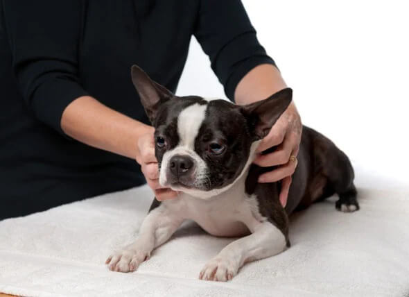 Pet Massage