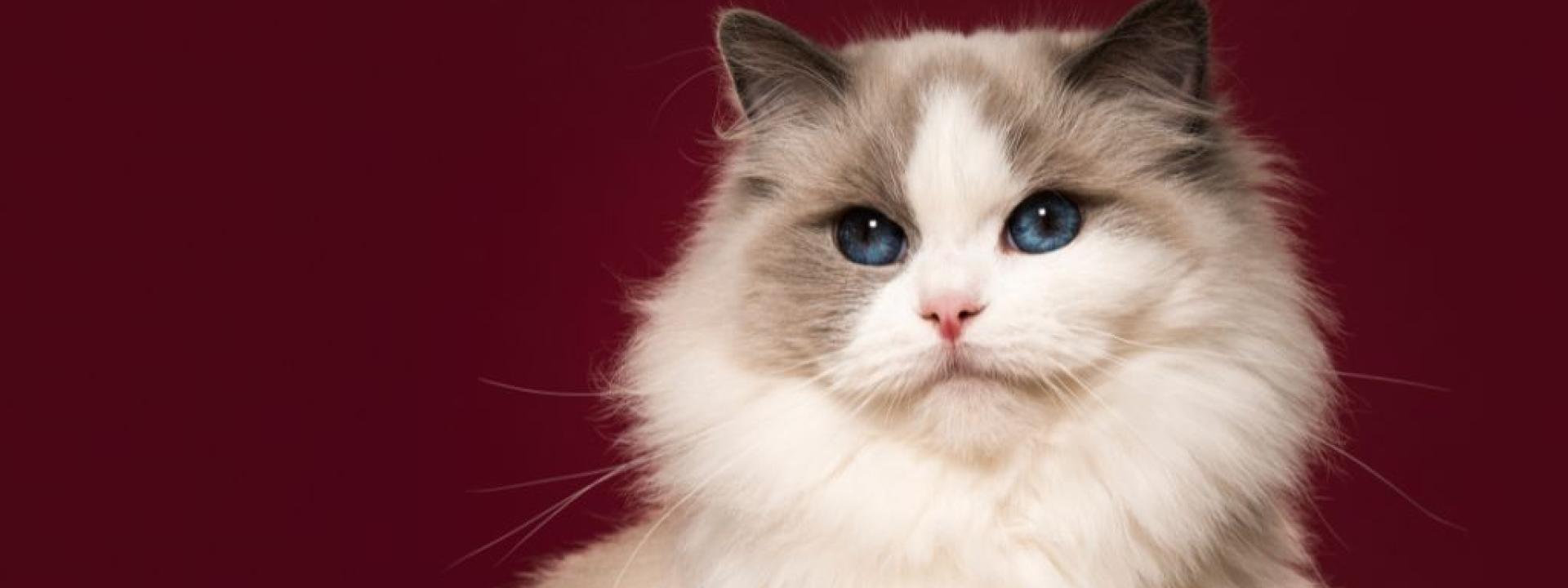 A Ragdoll cat, perfect for a first-time cat owner